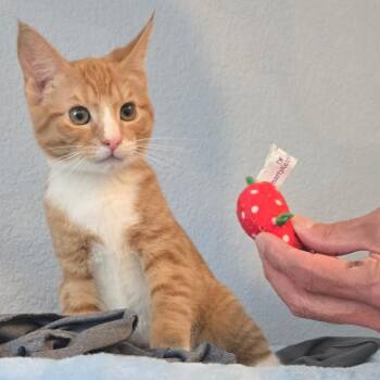 Sasha & Morris (Bonded Pair) -  Domestic Short Hair Cat for Adoption in Brentwood, California - Sasha & Morris (Bonded Pair) | PetCurious