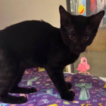 Panther -  Domestic Short Hair Cat for Adoption in Temecula, California - Panther | PetCurious
