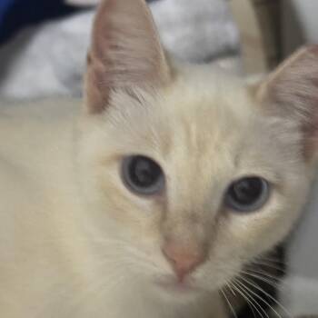 Ms Tisdale -  Siamese Cat for Adoption in Liverpool, Texas - Ms Tisdale | PetCurious
