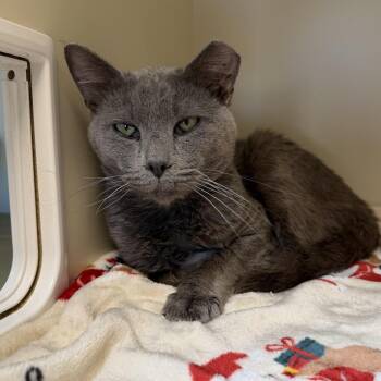 Domestic Short Hair Cats Available for Adoption in Cody, Wyoming - Anchovy | PetCurious