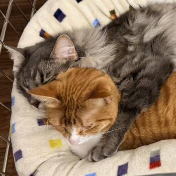 Jeppy -  Domestic Long Hair Cat for Adoption in Lynchburg, Virginia - Jeppy | PetCurious