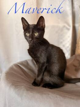 Maverick -  Domestic Short Hair Cat for Adoption in Ruskin, Florida - Maverick | PetCurious