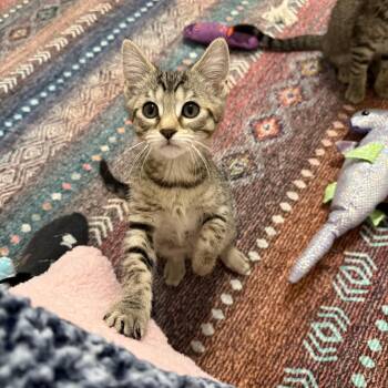 Lucky Charms - Clover -  Domestic Short Hair Cat for Adoption in Leesburg, Virginia - Lucky Charms - Clover | PetCurious