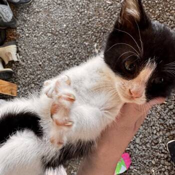 Milano -  American Shorthair Cat for Adoption in Newberg, Oregon - Milano | PetCurious