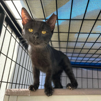Rescue Domestic Short Hair Cats for Adoption in Long Beach, California - Lil | PetCurious