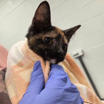 Fana -  Domestic Short Hair Cat for Adoption in Chattanooga, Tennessee - Fana | PetCurious