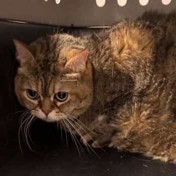 Leia -  Persian and Domestic Short Hair Cat for Adoption in Clearwater, Florida - Leia | PetCurious
