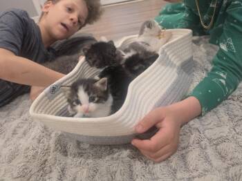 Meowstic -  Domestic Long Hair Cat for Adoption in Virginia Beach, Virginia - Meowstic | PetCurious