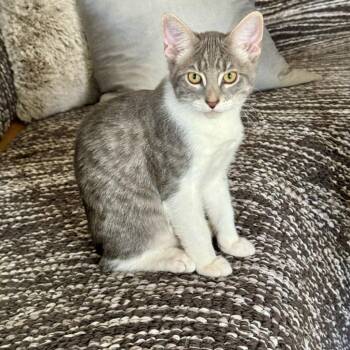 Sir -  Domestic Short Hair Cat for Adoption in Las Vegas, Nevada - Sir | PetCurious