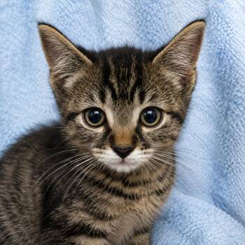 Charlie -  Domestic Short Hair Cat for Adoption in Los Angeles, California - Charlie | PetCurious