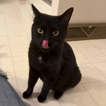 Cuyahoga Valley -  Domestic Short Hair Cat for Adoption in Medina, Ohio - Cuyahoga Valley | PetCurious