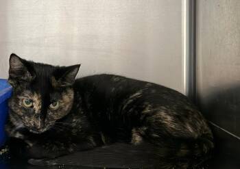 Domestic Short Hair Cats Available for Adoption - Cardi B | PetCurious