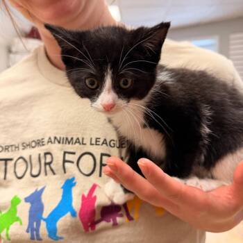 Mushroom -  Domestic Medium Hair and Domestic Short Hair Cat for Adoption in Pawling, New York - Mushroom | PetCurious