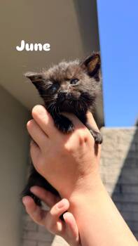 Domestic Short Hair Cats Available for Adoption in Penryn, California - June | PetCurious