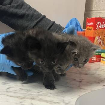 Puss -  Domestic Medium Hair Cat for Adoption in Ruckersville, Virginia - Puss | PetCurious