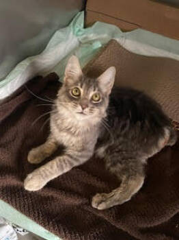 Rescue Manx and Domestic Short Hair Cats for Adoption in San Luis Obispo, California - Super Manx Bros - Zipper & Velcro | PetCurious