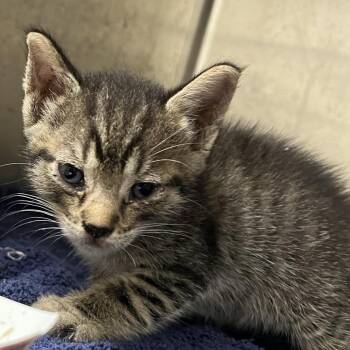 Moscow -  Domestic Short Hair Cat for Adoption in Yuma, Arizona - Moscow | PetCurious