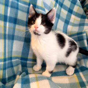 Wednesday -  Domestic Short Hair Cat for Adoption in Blackfoot, Idaho - Wednesday | PetCurious