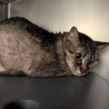 Domestic Short Hair Cats Available for Adoption in Titusville, Florida - Aloe | PetCurious