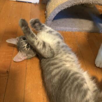Lion-O -  Domestic Long Hair Cat for Adoption in Medina, Ohio - Lion-O | PetCurious