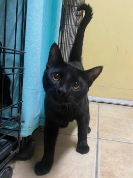 Smaug -  Domestic Short Hair Cat for Adoption in Fall River, Massachusetts - Smaug | PetCurious