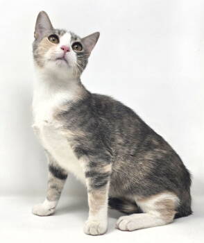 Rescue American Shorthair Cats for Adoption in Crompond, New York - Shoshana | PetCurious