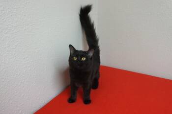 Mazie -  Domestic Medium Hair Cat for Adoption in Fountain Hills, Arizona - Mazie | PetCurious