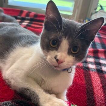 Sawyer Lumberton -  Tuxedo and Domestic Short Hair Cat for Adoption in Friendswood, Texas - Sawyer Lumberton | PetCurious