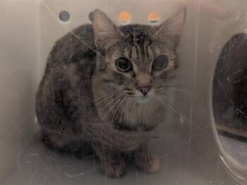 Domestic Short Hair Cats Available for Adoption in Kent, Washington - TIVIA | PetCurious