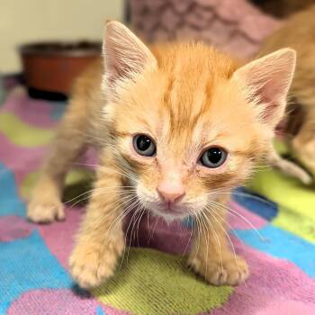 Domestic Short Hair Cats Available for Adoption in Buchanan Dam, Texas - Amber | PetCurious