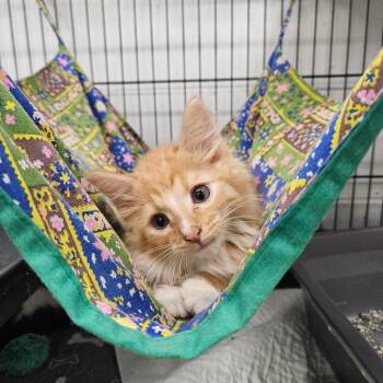Yogi -  Domestic Long Hair Cat for Adoption in Zanesville, Ohio - Yogi | PetCurious