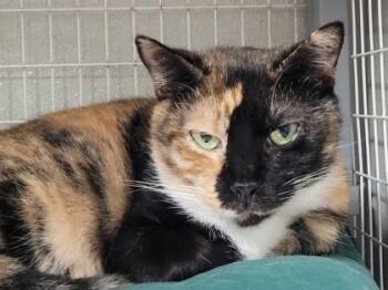 Rescue Domestic Short Hair Cats for Adoption in New Freedom, Pennsylvania - Gemma | PetCurious