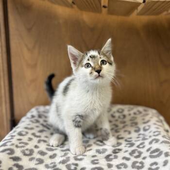 Gravel--In Foster -  Domestic Short Hair Cat for Adoption in Fargo, North Dakota - Gravel--In Foster | PetCurious