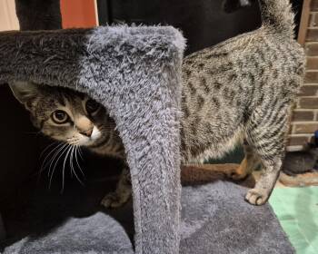 Domestic Short Hair Cats Available for Adoption in Herndon, Virginia - Gabby | PetCurious