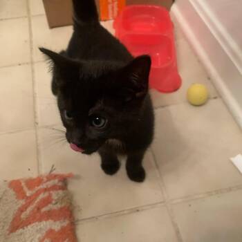 Domestic Short Hair Cats Available for Adoption in Fredericksburg, Virginia - Bowflex | PetCurious