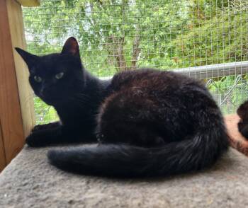 Domestic Short Hair Cats Available for Adoption in Crossville, Tennessee - Barry | PetCurious