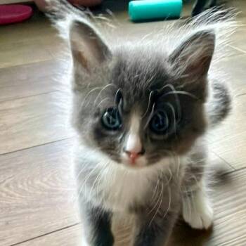 Sage -  Domestic Medium Hair Cat for Adoption in Fairfax, Virginia - Sage | PetCurious