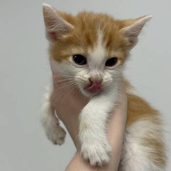 Slurpee -  Domestic Short Hair Cat for Adoption in Naperville, Illinois - Slurpee | PetCurious