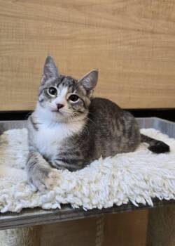 Tabby and Domestic Short Hair Cats Available for Adoption in Warr Acres, Oklahoma - Rue | PetCurious