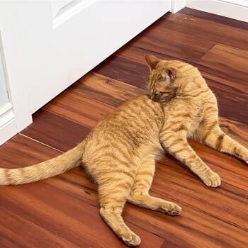 Wagon Wheel Watusi -  Domestic Short Hair Cat for Adoption in Abbotsford, British Columbia - Wagon Wheel Watusi | PetCurious
