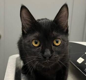 Anastasia -  Domestic Short Hair Cat for Adoption in Golden, Colorado - Anastasia | PetCurious