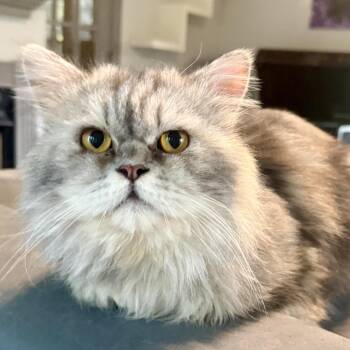 Perfect Prince - Dog-like Sweetheart -  Persian Cat for Adoption in Woodbridge, Virginia - Perfect Prince - Dog-like Sweetheart | PetCurious