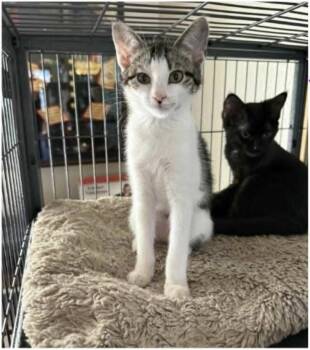 Ruby -  Domestic Short Hair Cat for Adoption in Eugene, Oregon - Ruby | PetCurious