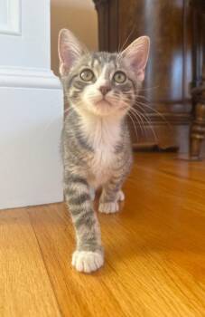Sheba -  Tabby Cat for Adoption in Wayne, New Jersey - Sheba | PetCurious