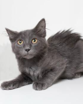 Blueberry -  Domestic Medium Hair Cat for Adoption in Boone, Iowa - Blueberry | PetCurious