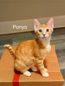 Rescue Domestic Short Hair Cats for Adoption in Lewis Center, Ohio - Ponyo (Wilson Ave Litter) | PetCurious