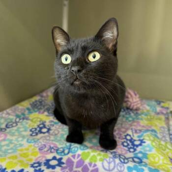Rescue Domestic Short Hair Cats for Adoption in Penn Yan, New York - Stacey | PetCurious