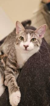 Crown -  Domestic Short Hair Cat for Adoption in Mission Viejo, California - Crown | PetCurious