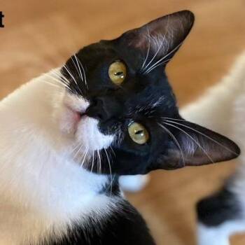 Domestic Short Hair Cats Available for Adoption - Cricket | PetCurious