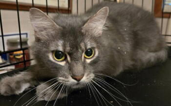 Rescue Domestic Long Hair and Maine Coon Cats for Adoption in Battle Ground, Washington - Lux | PetCurious